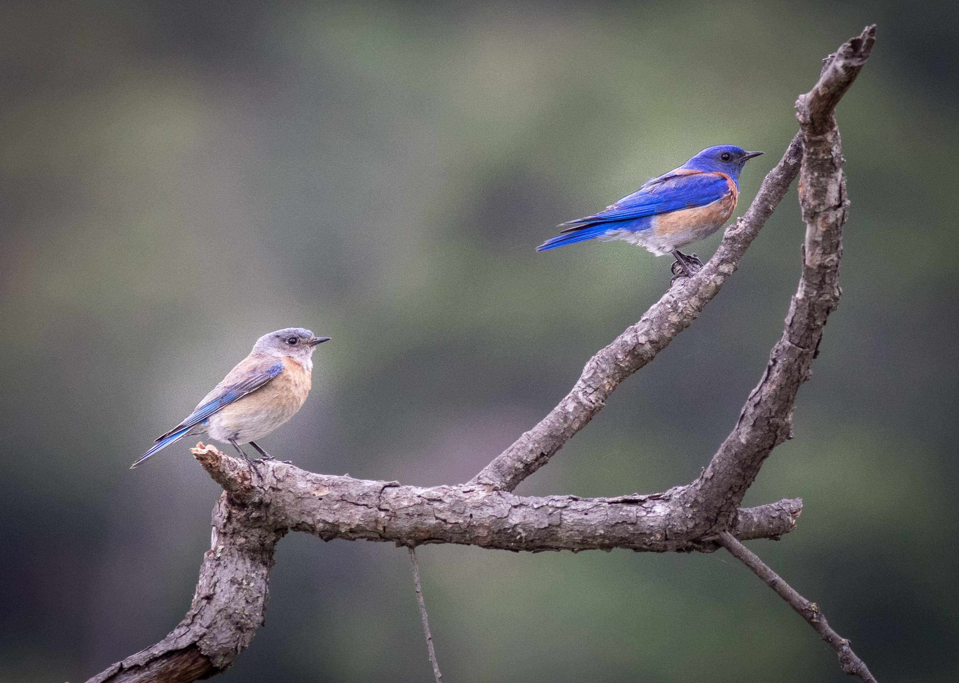 Del Valle bluebirds – renae.org