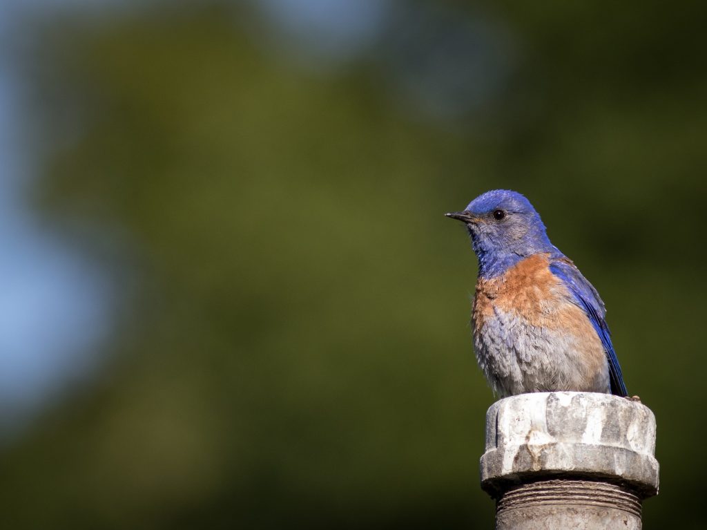 Birds Of Briones – Renae.org