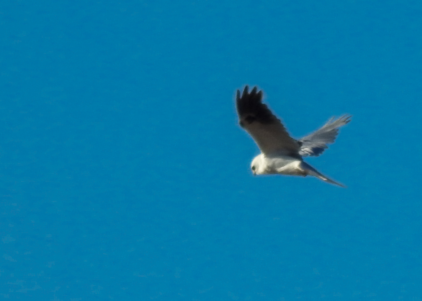 White Tailed Kite In Flight