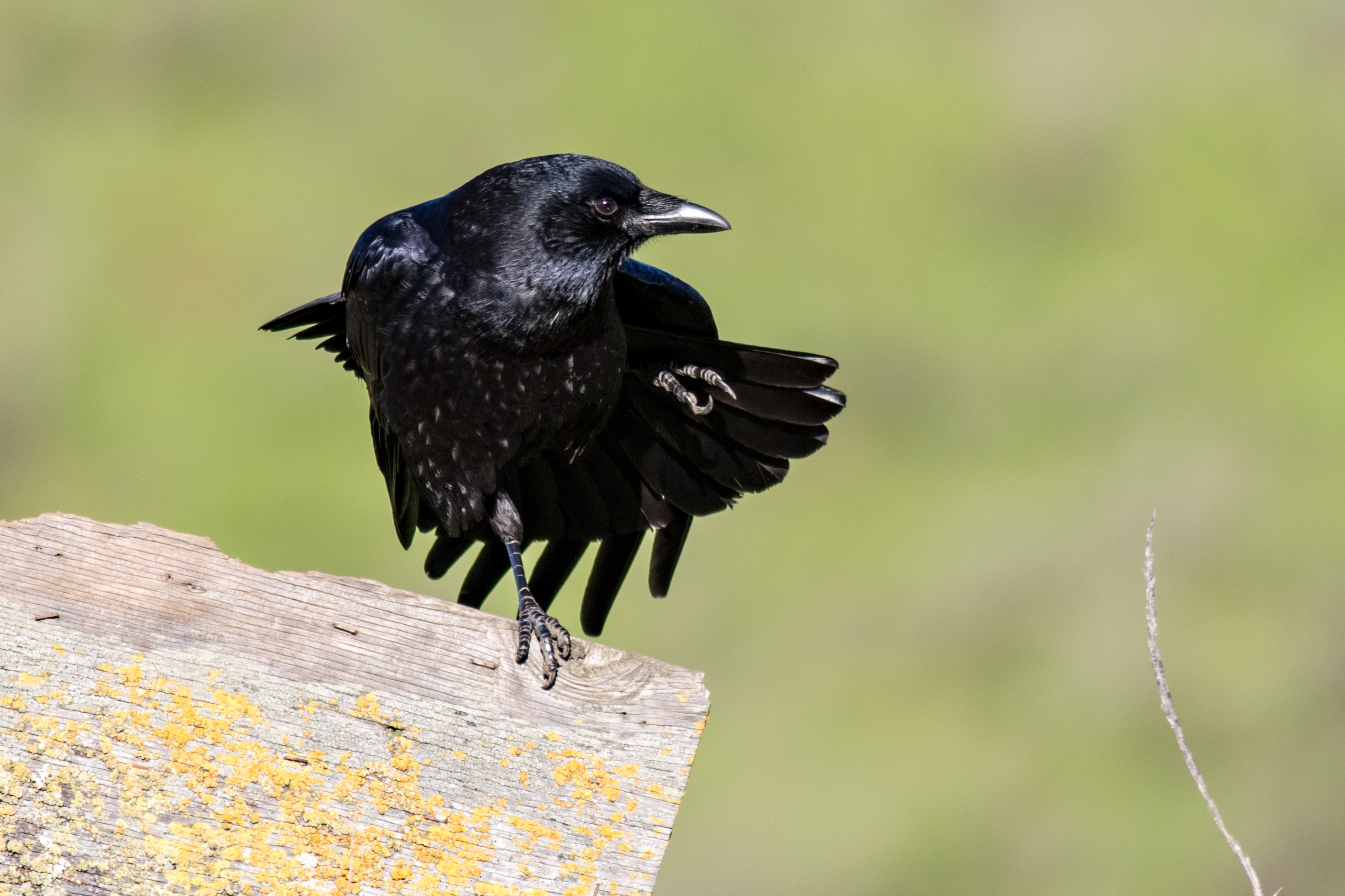 Crow Dancing