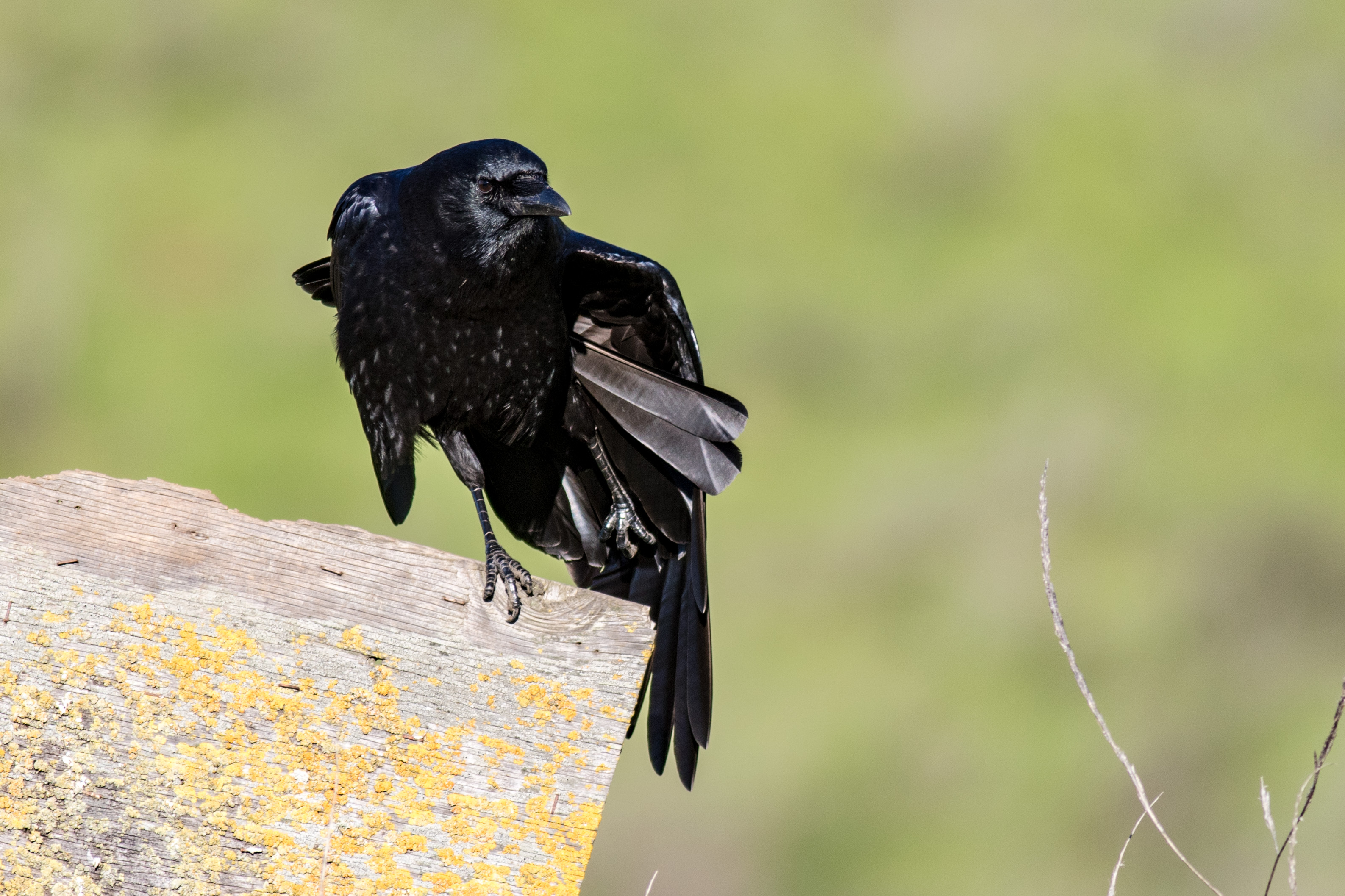 Crow Dancing