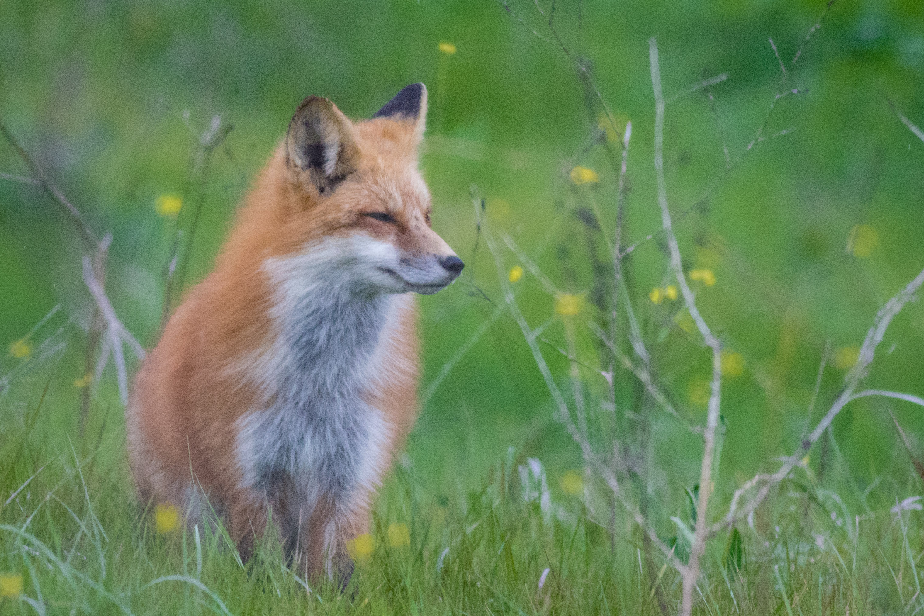 Red fox at Coyote Hills – again – renae.org