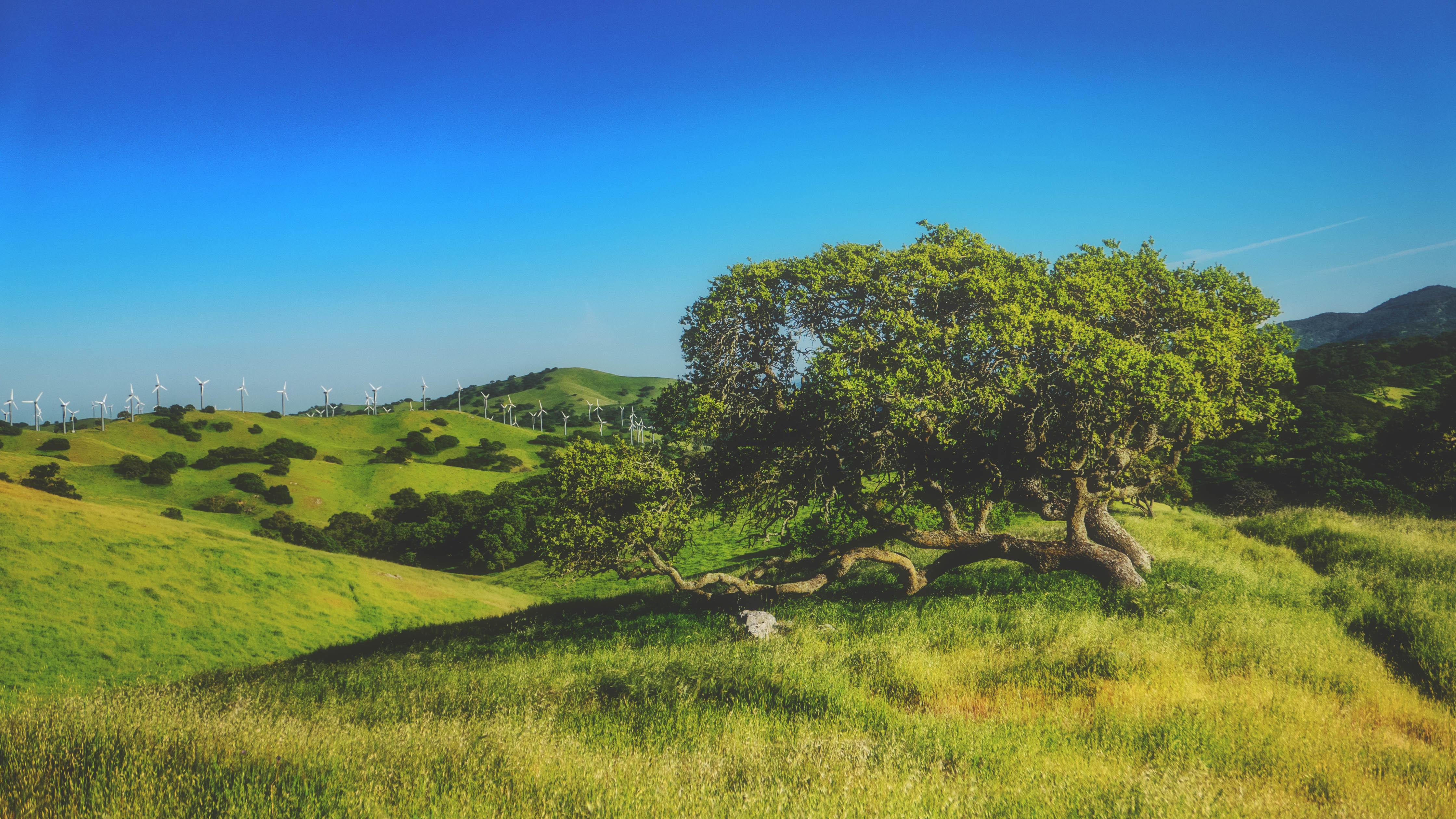 Escape to Pacheco State Park: Where Nature's Beauty Meets Adventure