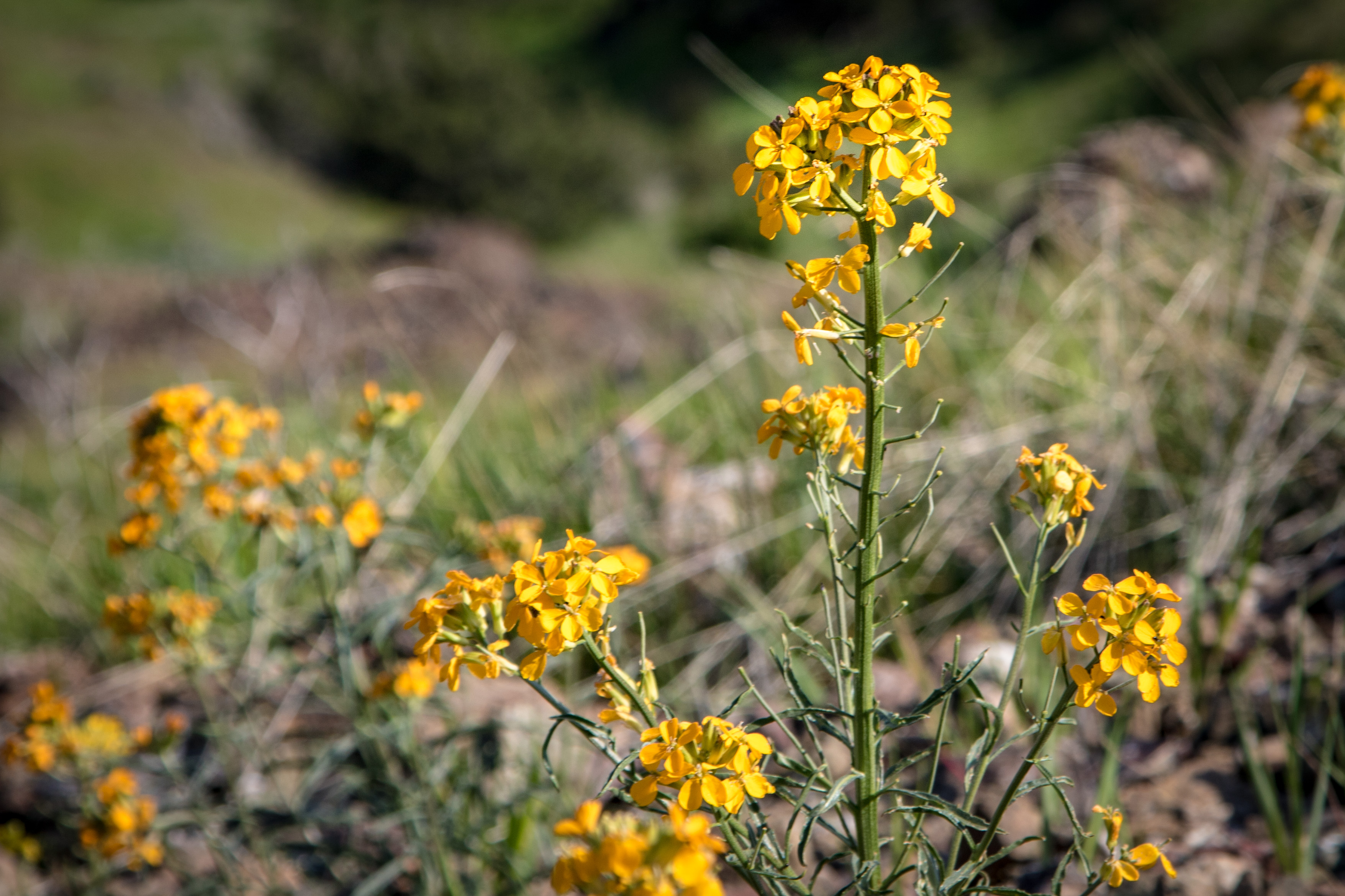 Mount Diablo wildflowers