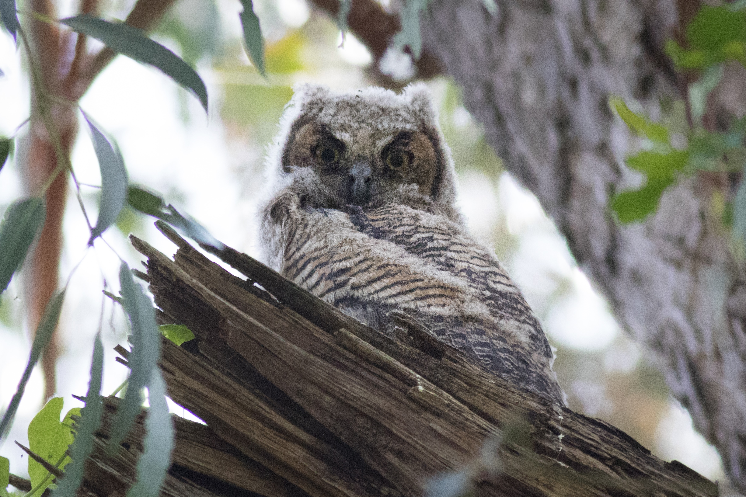 sound of baby great horned owl