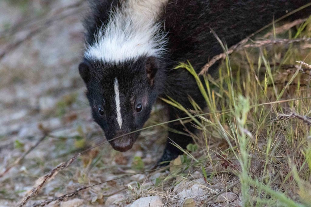 More skunk – renae.org