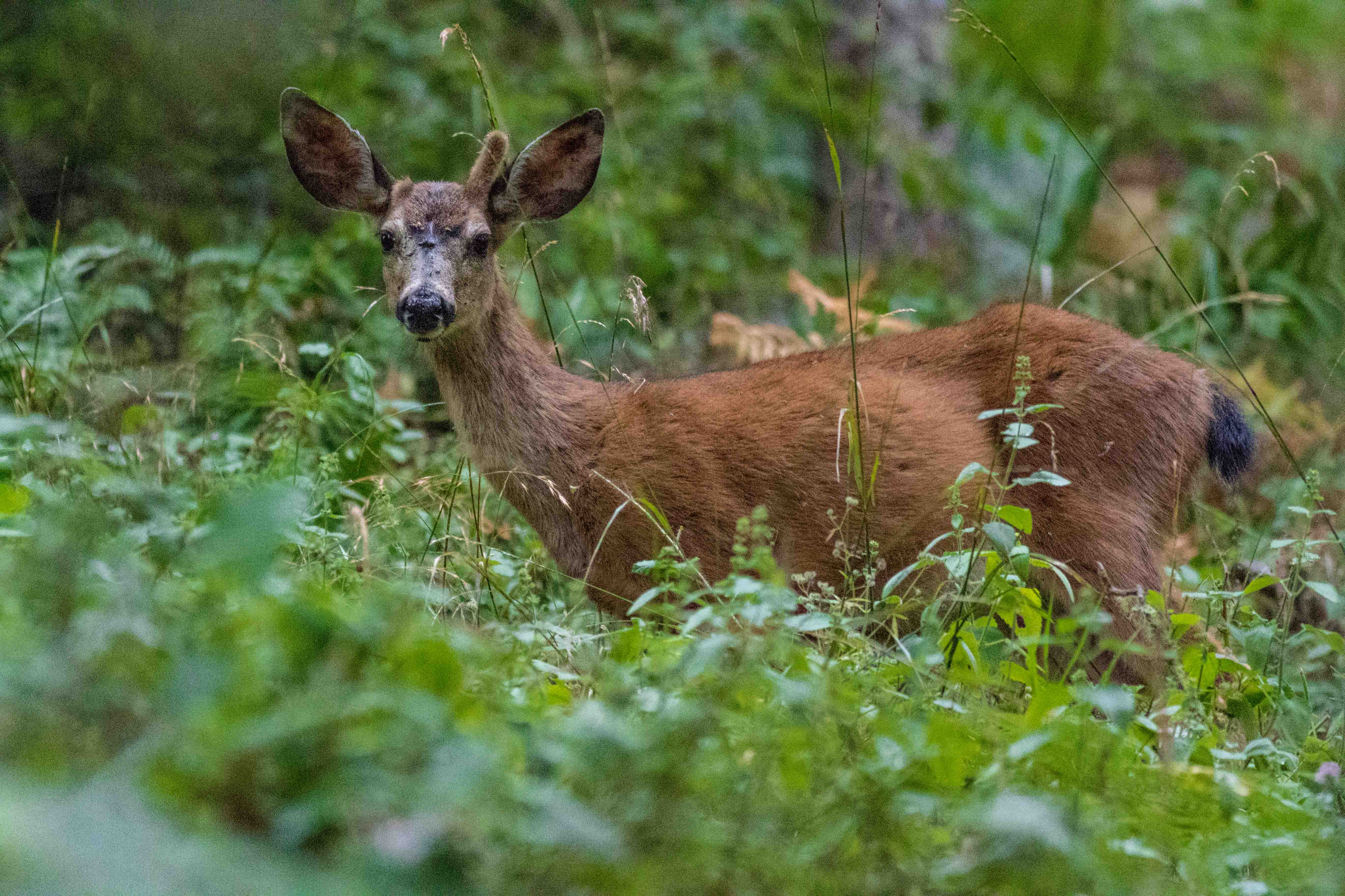 Black-tailed deer – renae.org