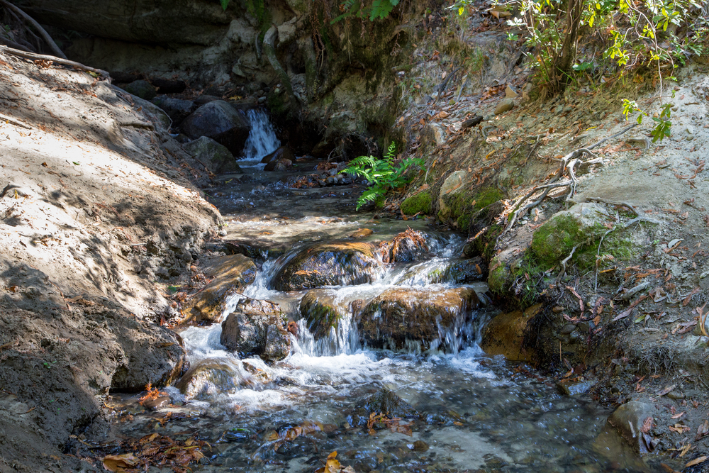 Henry Cowell Redwoods – renae.org