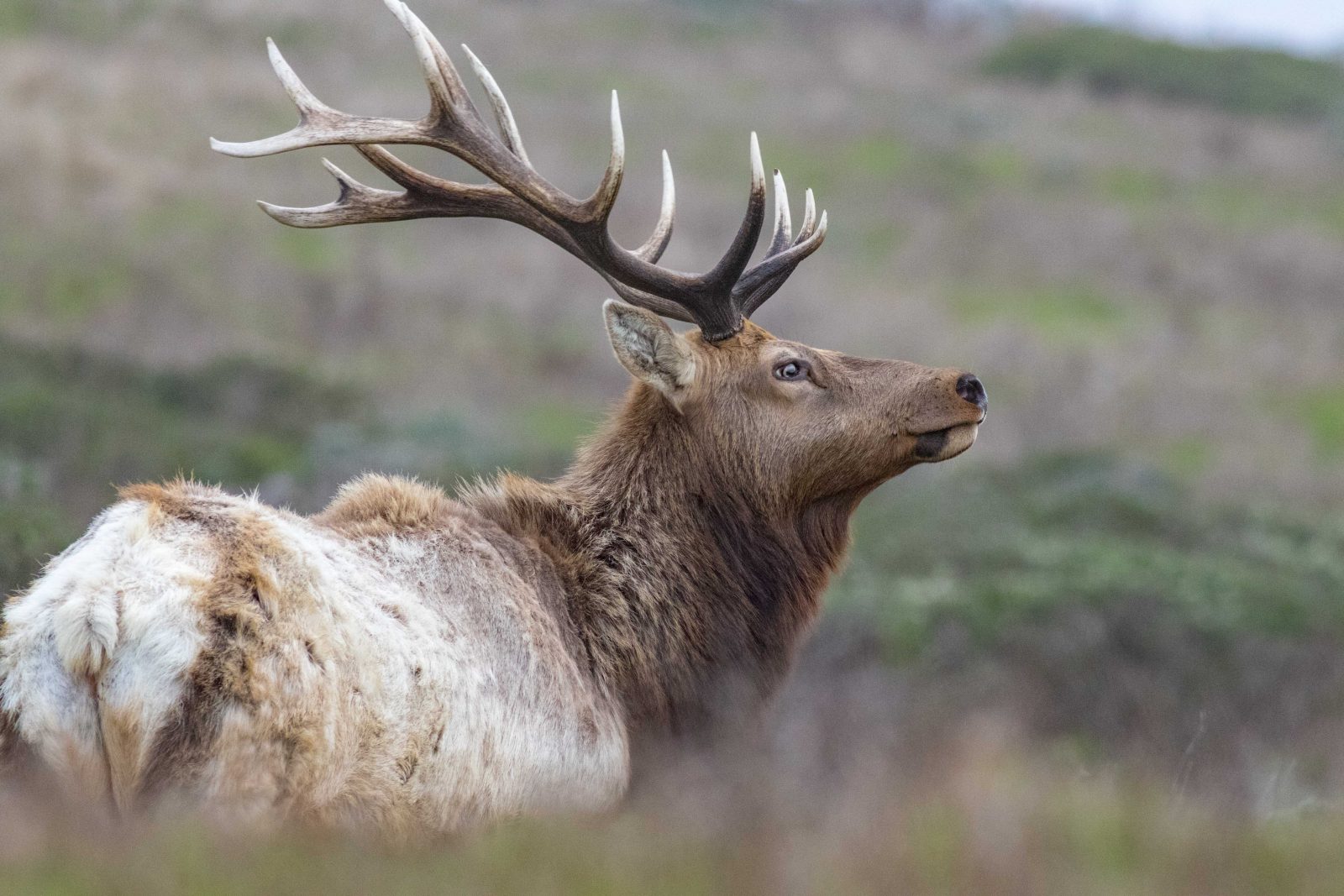 Tule Elk – renae.org